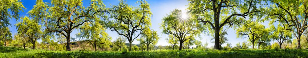 Image avec des arbres et un terrain